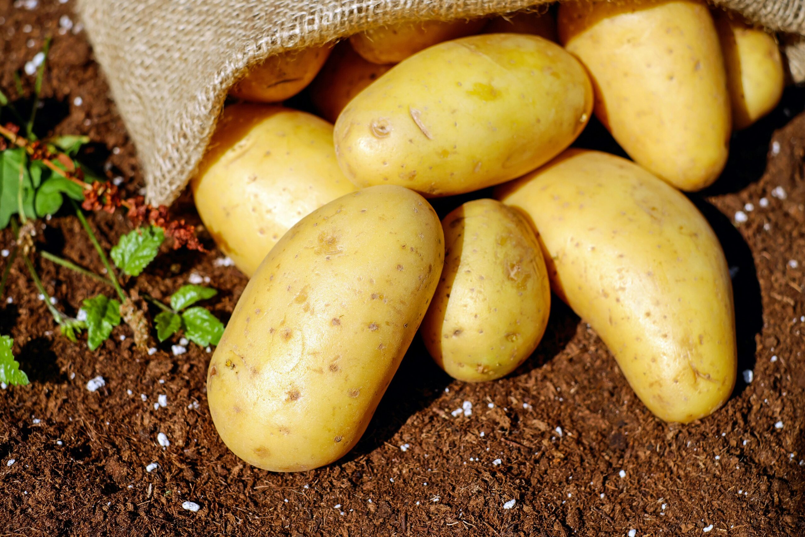 Potato Farming